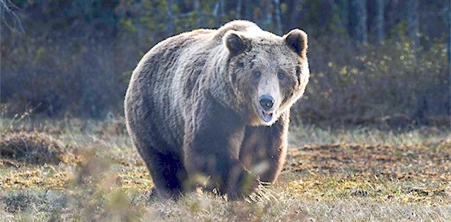 Niedźwiedź zauważony w Cieklinie